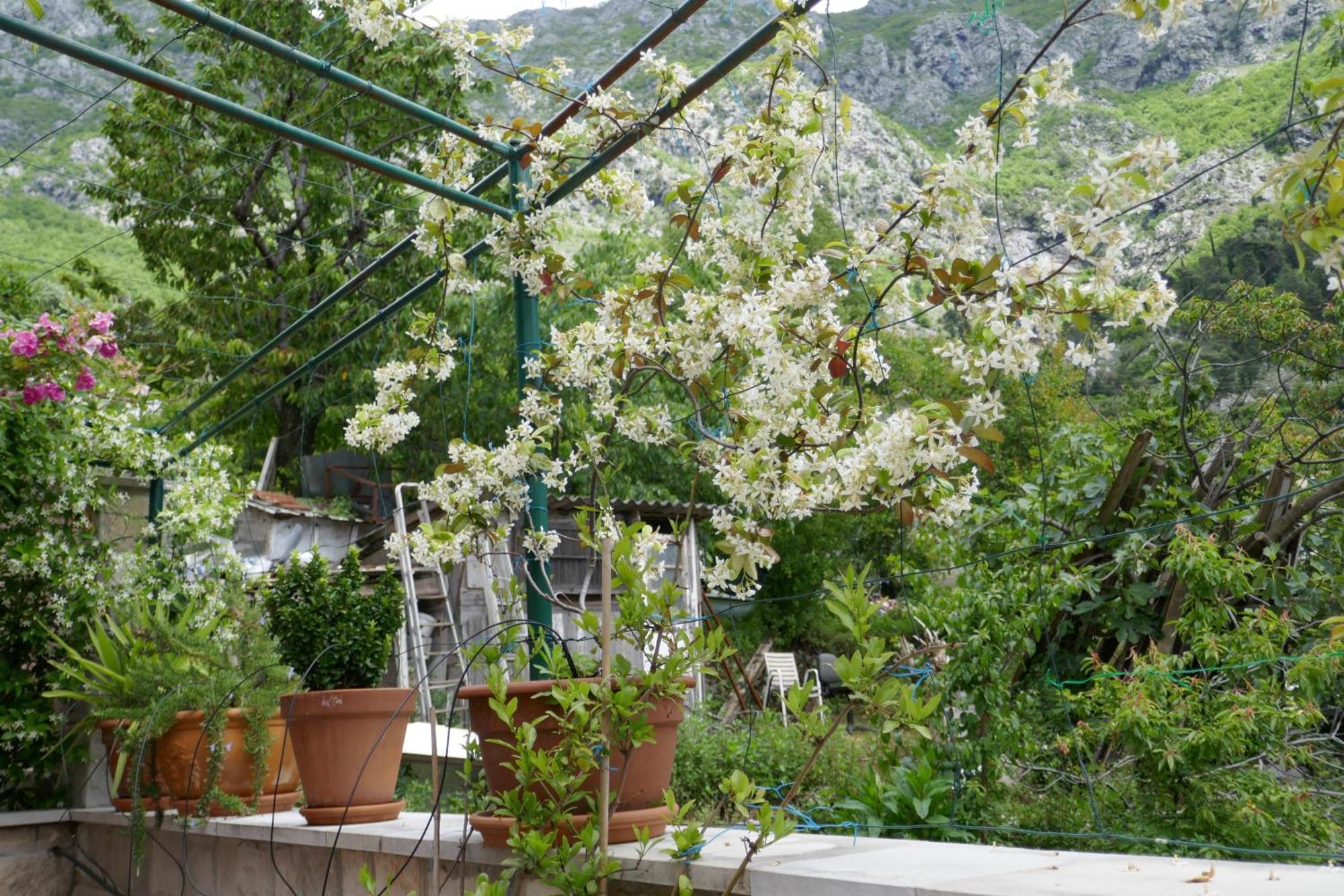 Ecohouse Risan Studio מראה חיצוני תמונה